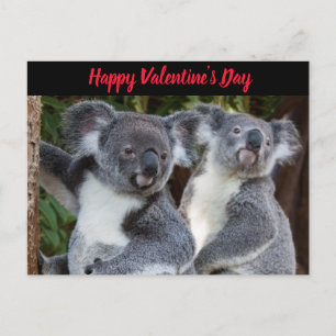 Valentijnsdag Koala Beren briefkaart
