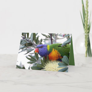 Valentijnskaart met Lorikeet Feestdagen Kaart