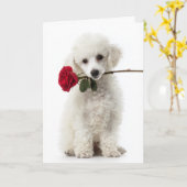 Valentijnskaart met Poodle Puppy Kaart (Gele Bloem)