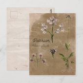  Valerian Herb Plant Post Card Briefkaart (Voorkant / Achterkant)