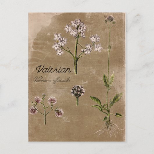  Valerian Herb Plant Post Card Briefkaart (Voorkant)