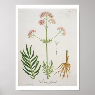 Valerian van 'Phytographie Medicale' door Joseph R Poster