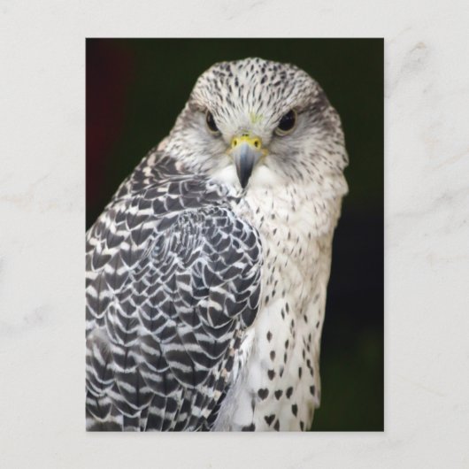 valk briefkaart (Voorkant)