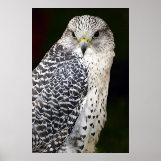 valk poster (Voorkant)