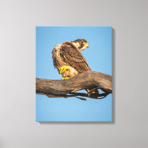 Valkdoek Kunst aan de Muur Roofvogel Afdruk Canvas Afdruk