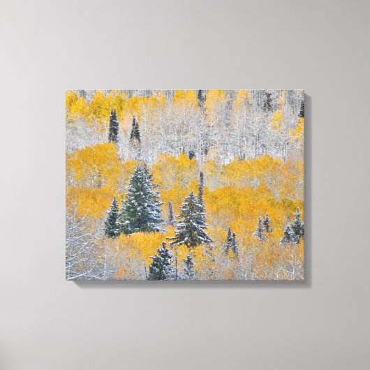 Valle kleuren van espennen en vers sneeuwbalpas canvas afdruk (Voorkant)