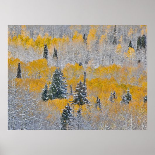 Valle kleuren van espennen en vers sneeuwbalpas poster (Voorkant)