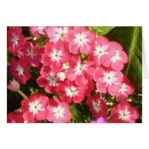 Vallée de Badrinath des fleurs 1