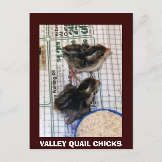 VALLEY QUAIL CHICKS BRIEFKAART (Voorkant)