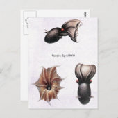 Vampier Squid Briefkaart (Voorkant / Achterkant)