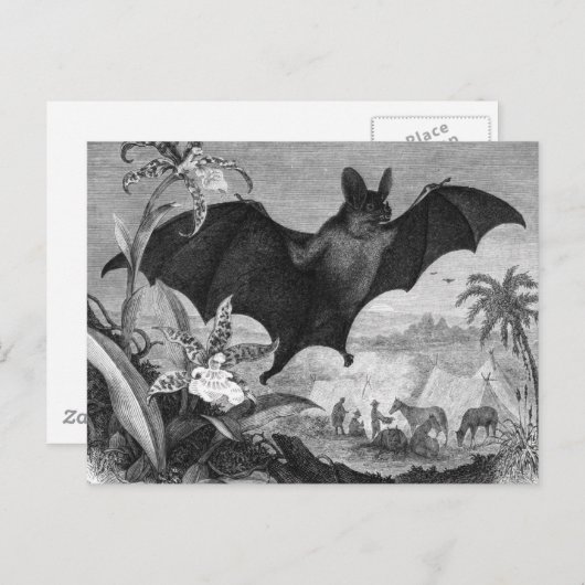 Vampire Bat Briefkaart (Voorkant / Achterkant)