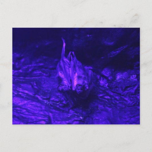 Vampire Bat Briefkaart (Voorkant)