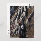 Vamplified Roots Briefkaart (Voorkant / Achterkant)