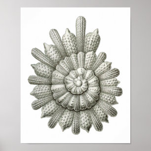 Van clavigeraErnst Haeckel van Calcarina het Fijne Poster