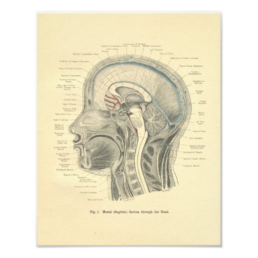  van de anatomische druk foto afdruk (Voorkant)