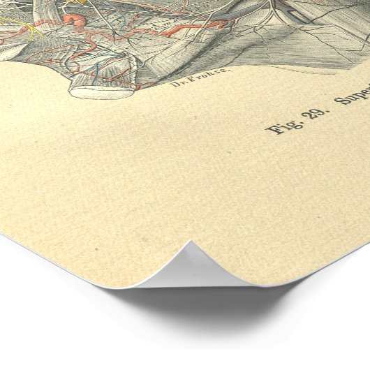  van de anatomische schepen van het hoofd poster (Hoek)