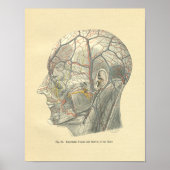  van de anatomische schepen van het hoofd poster (Voorkant)