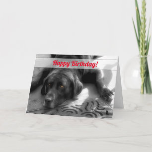 van de groep Birthday Labrador Dog Kaart