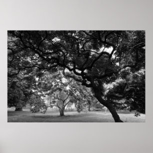 Van de Magnolia Trees BW Poster