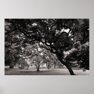 Van de Magnolia Trees - Warm BW Poster