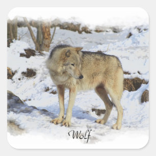 Van de wolf & de wolf-Minnaar van de Sneeuw Wild Vierkante Sticker