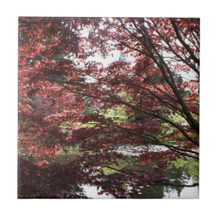 Van Dusen Garden, Japanse Esdoorn Tegeltje
