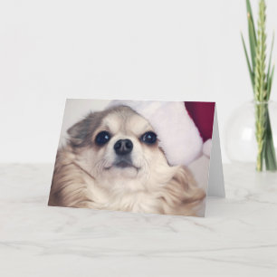 Van een hond Kerstmis juicht toe Feestdagen Kaart