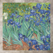 Van Gogh Blue Irisage Green Foliage