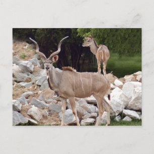 van groot-kudu-10 briefkaart
