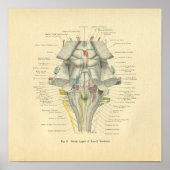  van het anatomische brein Dorsal Aspect Poster (Voorkant)