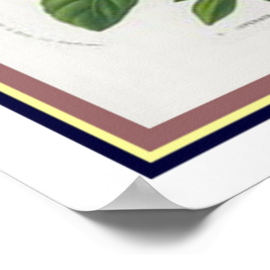 Van Houtte 1845 Botanische "Pansy" afdrukken Poster (Hoek)