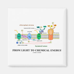 Van lichte tot chemische energie (fotosynthese) magneet