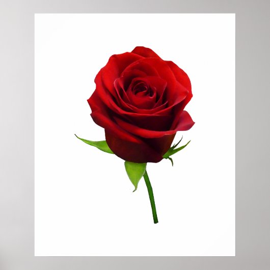 VANAF MINDER DAN $ 20 - Elegant Red Rosebud Poster (Voorkant)