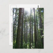 Vancover Island Forest Briefkaart (Voorkant / Achterkant)