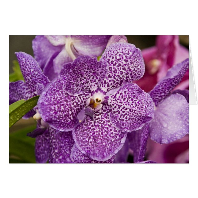 Vanda Orchid (Voorkant Horizontaal)