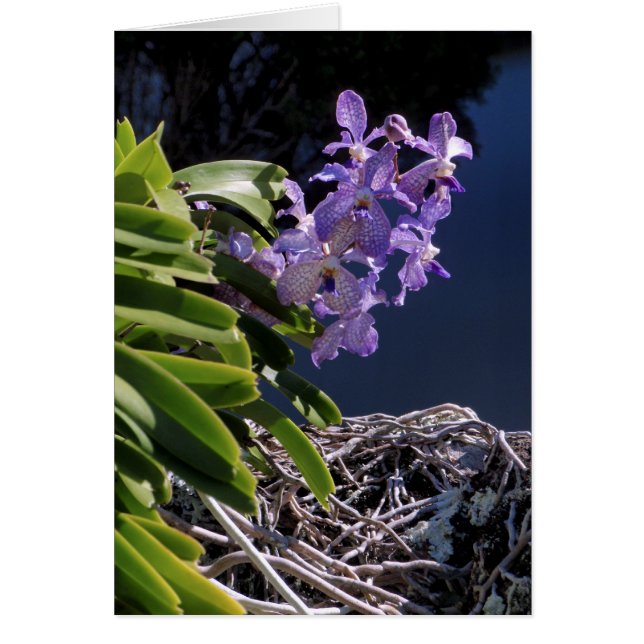 Vanda Orchid (Devant)