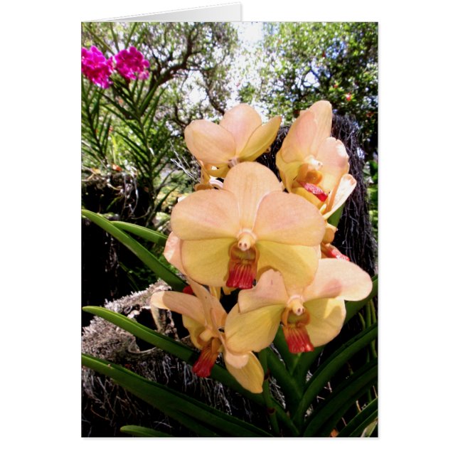 Vanda Orchid (Devant)