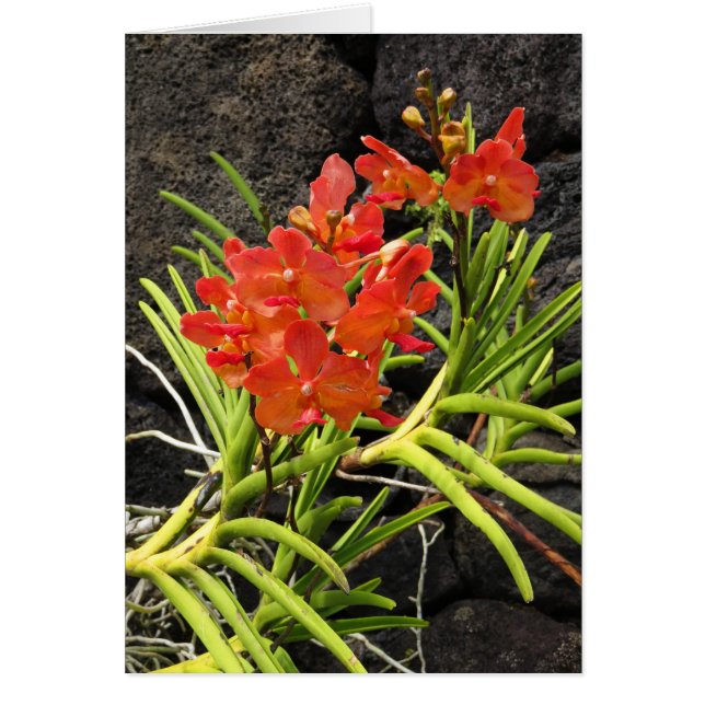 Vanda Orchidées (Devant)