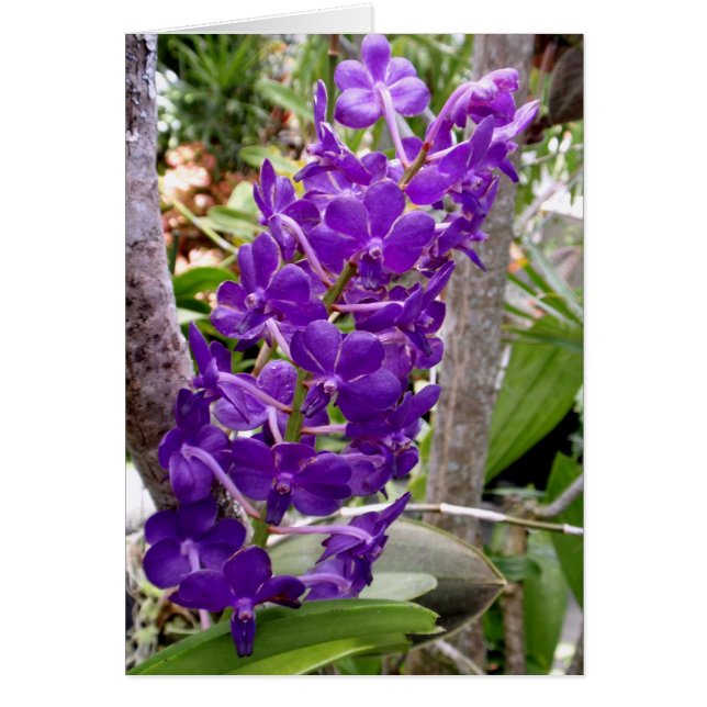 Vanda Orchidées (Devant)