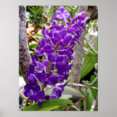 Vanda Orchids Poster (Voorkant)