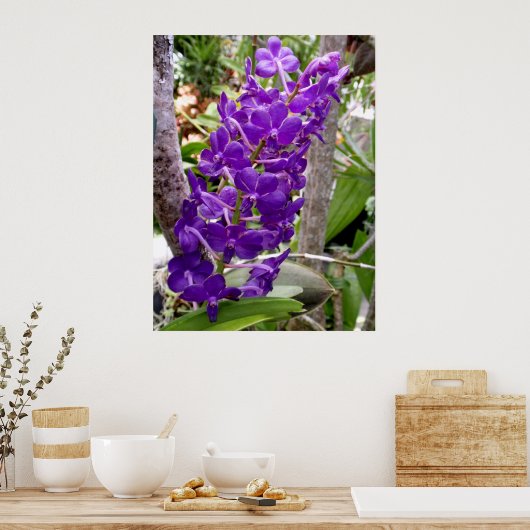 Vanda Orchids Poster (Keuken)