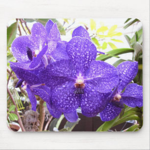 Vanda Pachara Orchid Muismat