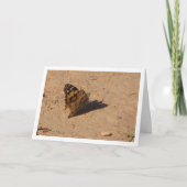 Vanessa cardui - Carte à papillon de la dame peint (Devant)