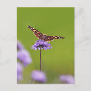 vanessa cardui - Europa, Duitsland, Beieren, Briefkaart