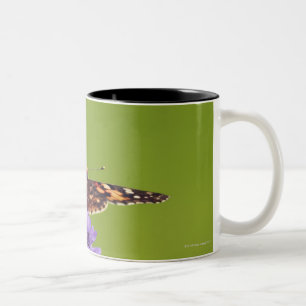 vanessa cardui - Europa, Duitsland, Beieren, Tweekleurige Koffiemok