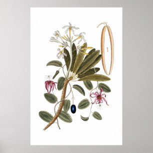 Vanilla botanische poster