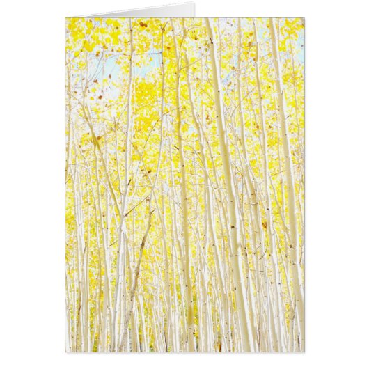 Vanilla Cake Aspen-bomen (Voorkant)