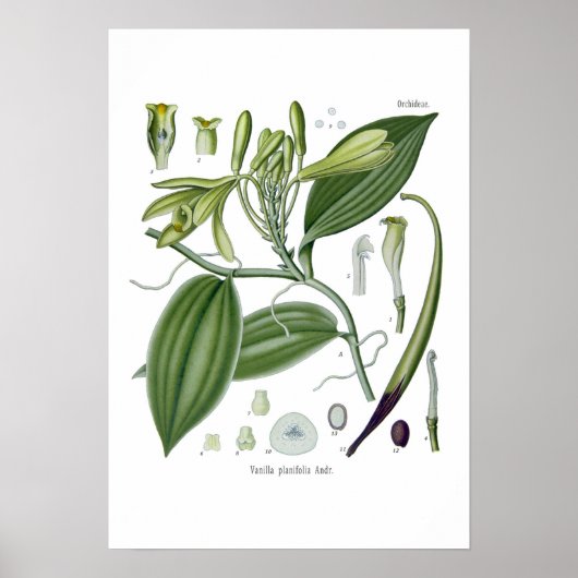 Vanille orchid poster (Voorkant)