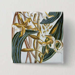 vanillespeulen, bord 65, van 'Collectie edele euse Vierkante Button 5,1 Cm
