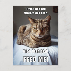 Vanlentine Cat Feed Me gedicht Briefkaart